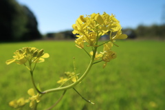 菜の花。