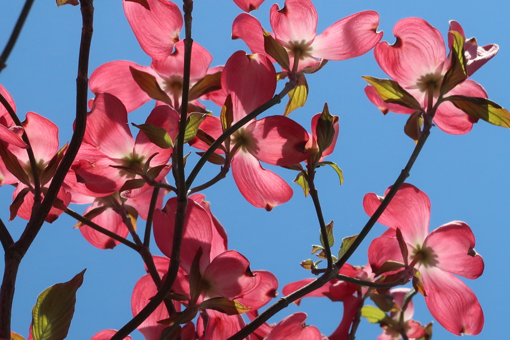 ピンク色の花水木と青空 By あきこcanon Id 写真共有サイト Photohito