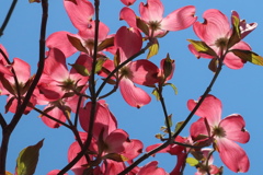 ピンク色の花水木と青空。