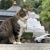 大佛さまと猫 風太編