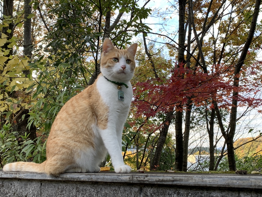 タケちゃんと紅葉
