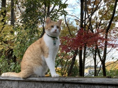 タケちゃんと紅葉