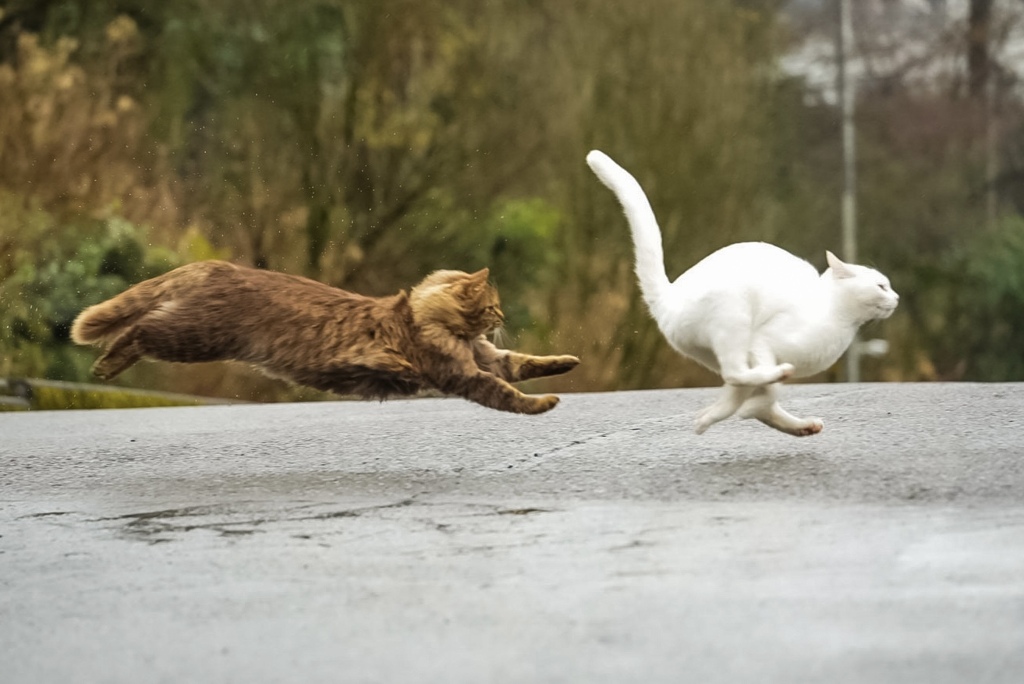 飛び猫