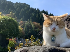 紅葉の見頃はもう少し先ですね