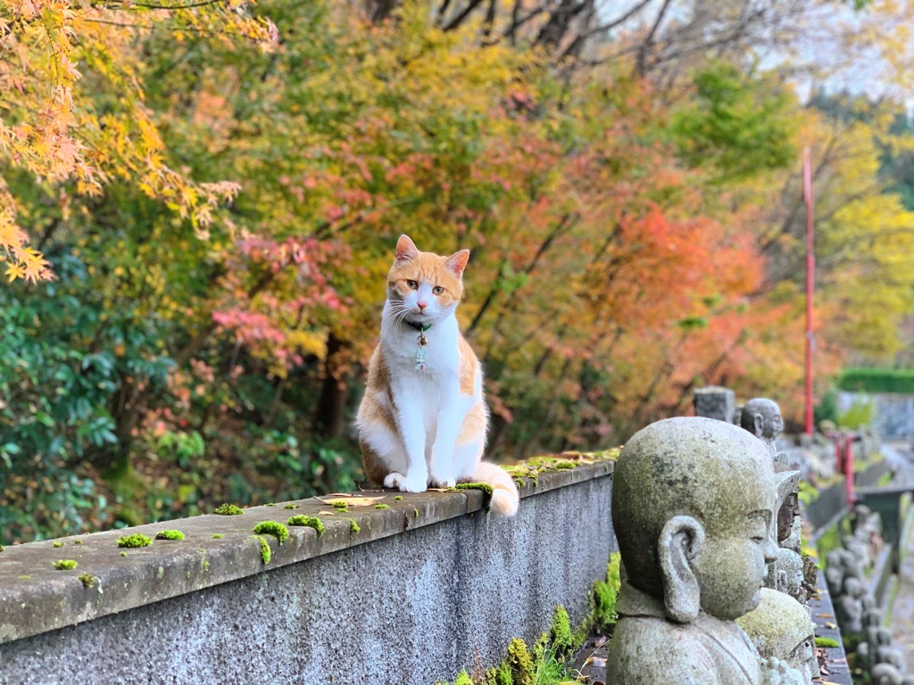 タケちゃんと紅葉(今年の紅葉の写真は終わりかなぁ)