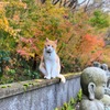 タケちゃんと紅葉(今年の紅葉の写真は終わりかなぁ)