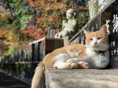 タケちゃん お地蔵さんと紅葉と