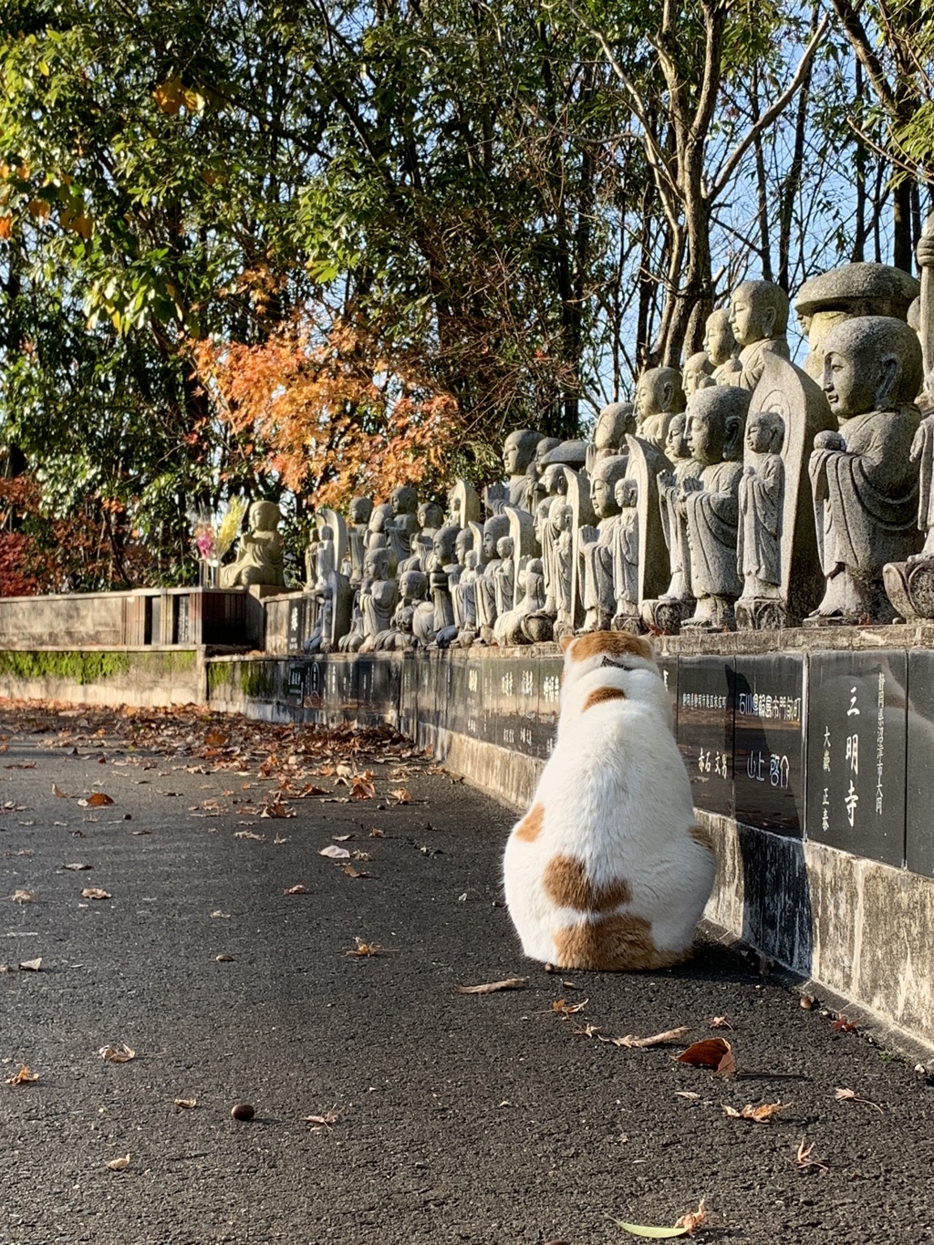 ベル君晩秋に何思ふ