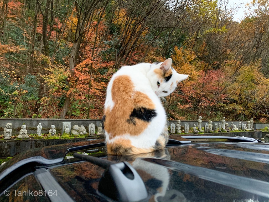 リンちゃんと紅葉と