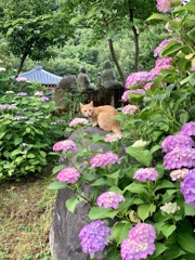 梅雨の晴れ間 紫陽花と猫と