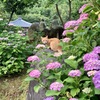 梅雨の晴れ間 紫陽花と猫と