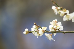 梅の花