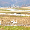 田んぼに