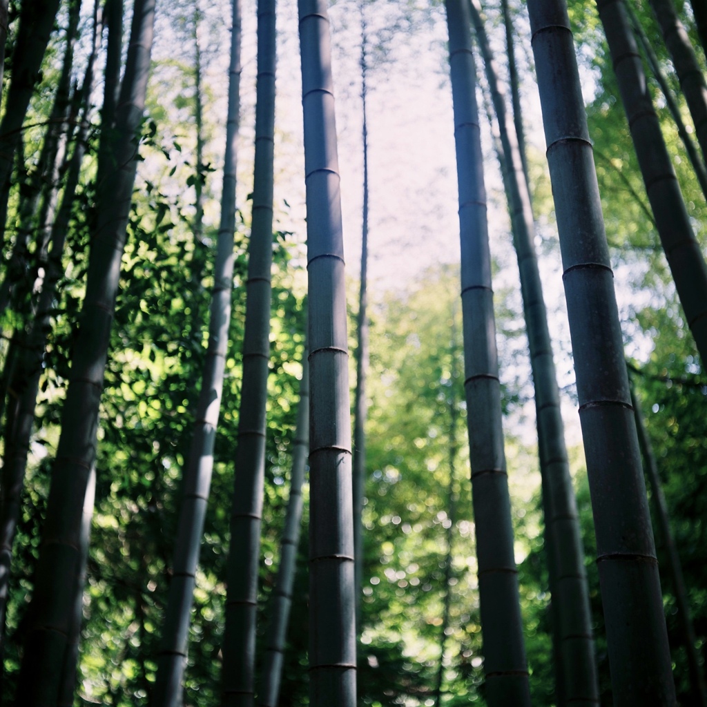 竹林