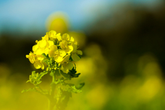 菜の花畑