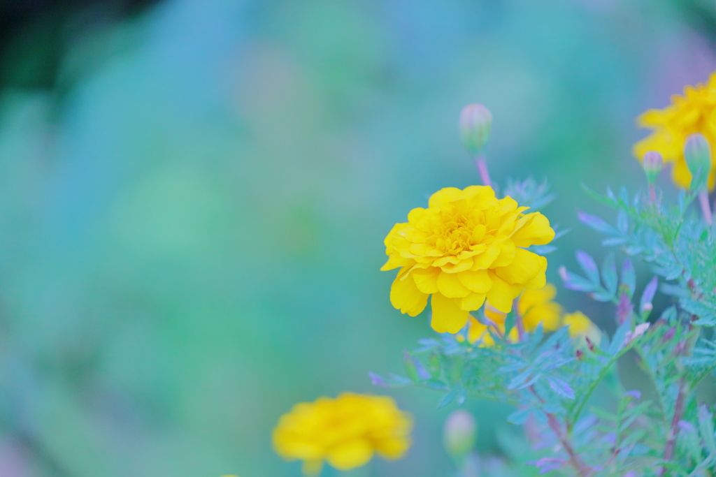 黄色い花が好き