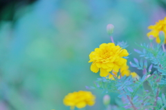 黄色い花が好き