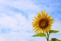 太陽の花