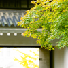 青紅葉