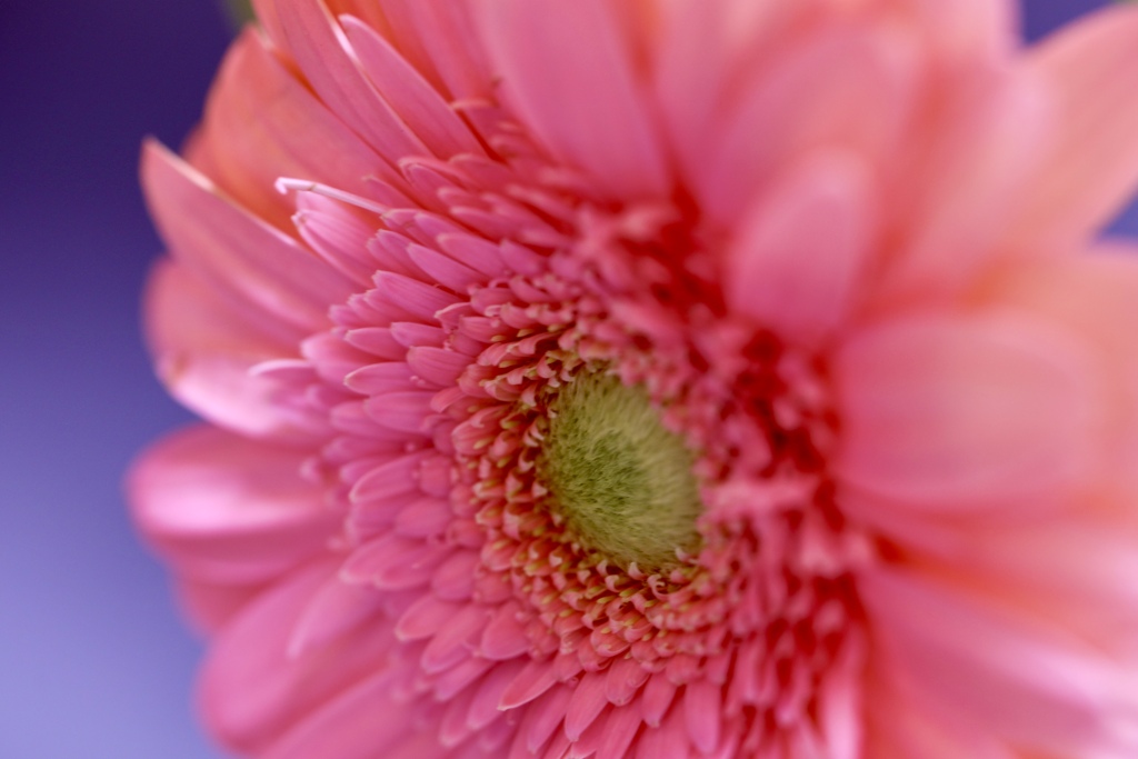 花言葉は「感謝」