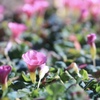名を知らぬ花