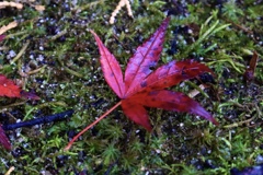 香嵐渓で紅葉狩り④