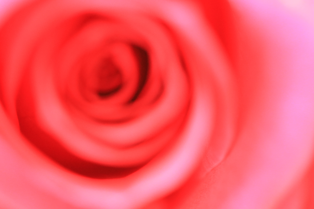 赤いバラ