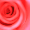 赤いバラ