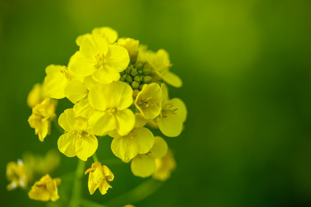 菜の花
