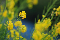 堤防の菜の花