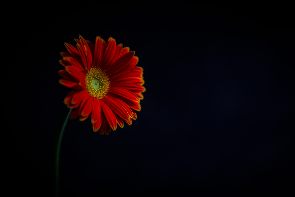 花のある生活