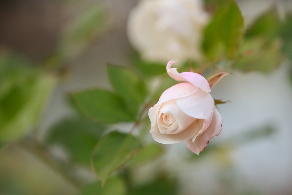 ボレロ〜薔薇