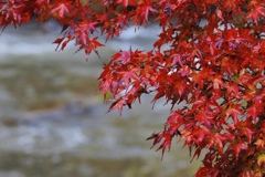 香嵐渓で紅葉狩り③