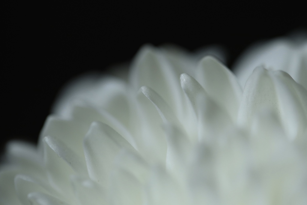白い菊