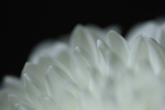 白い菊
