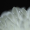 白い菊