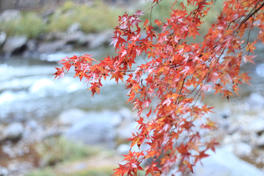 香嵐渓で紅葉狩り⑤
