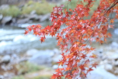 香嵐渓で紅葉狩り⑤