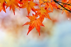 香嵐渓で紅葉狩り②