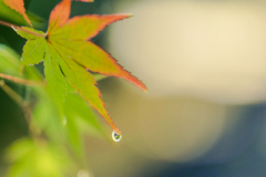 雨上がり