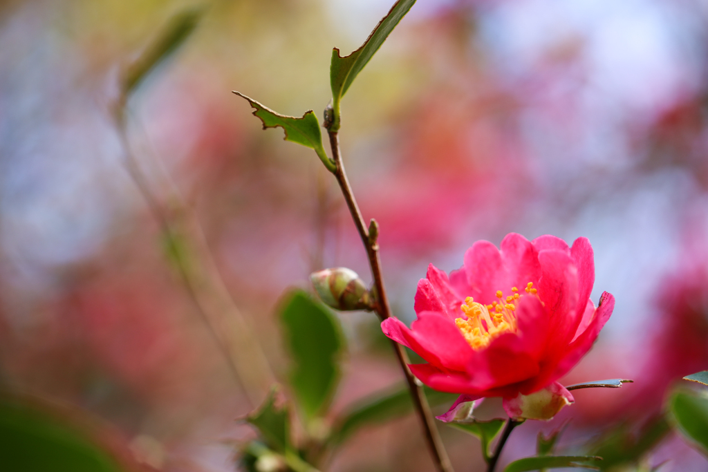 雨上がりの山茶花