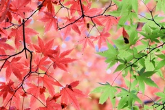 香嵐渓で紅葉狩り