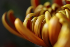 黄色い菊