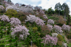 善峯寺　桜あじさい苑