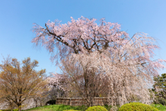 円山公園