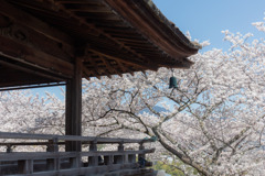 三井寺観月舞台