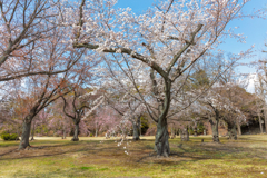 二条城　清流園