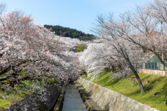 琵琶湖疏水