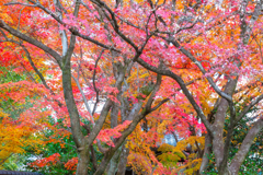 光悦寺