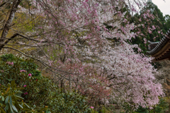 三千院　金色不動堂
